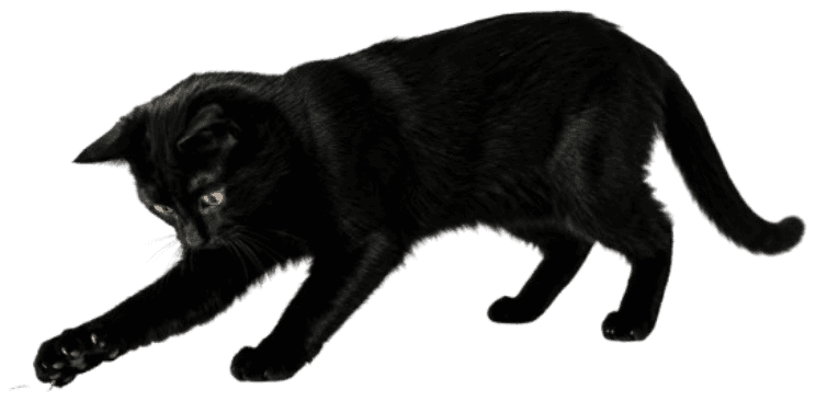 A black cat mid-pounce, one front paw thrown forward.